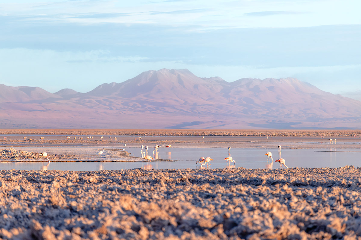 Salar al atardecer