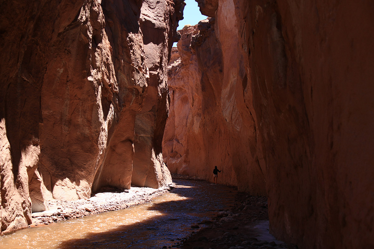 Flamencos en el salar