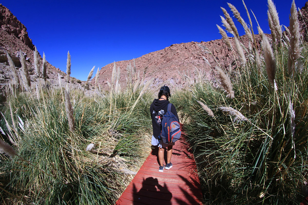 Flamencos al amanecer